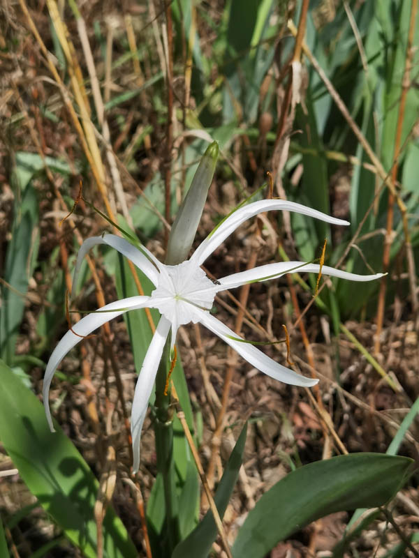 Hymenocallis harrisiana en fleurs sur les versants rocheux du Mexique